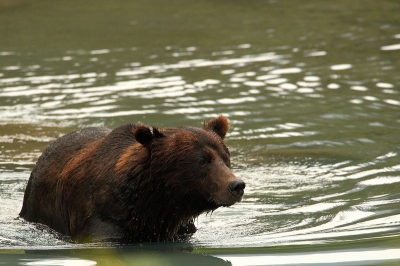 Tijdens ons verblijf in Canada ook 2 dagen in Steward gelogeerd, toen we op weg waren gelijk doorgereden tot aan de bekende Fish Creek waar regelmatig van deze prachtige dieren te zien zijn, na amper 15min wachten kwam deze van aan de overkant van het aanliggende meertje onze richting uitgezwommen, helemaal geen slechte zwemmers in elk geval.  Moeilijke omstandigheden, slecht en mistig weer maar dat heeft ook wel een sfeertje aan de foto. Prachtige ervaring om deze dieren te zien in hun habitat.