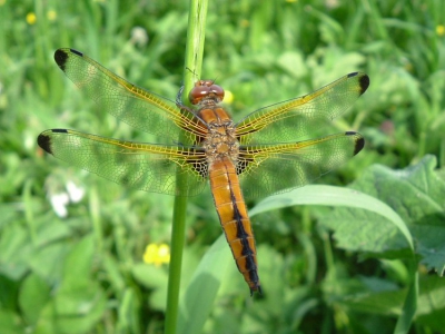 Nu het voorjaar zo lang koud blijft, kan ik weleens verlangen naar het voorjaar. Zo'n schitterende bruine korenbout voor je lens krijgen (zucht). Deze foto is overigens met mijn oude toestel gemaakt een fuji A205(S).