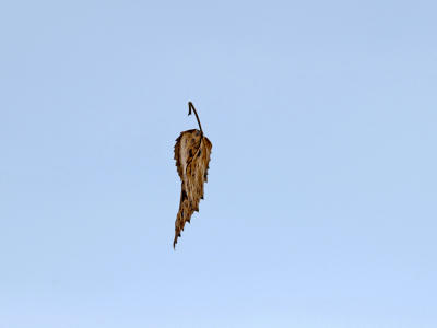 Beschreven blad

Ik zie wat was
over mijn schouder,
ben niet jong
maar ook niet ouder
Ik kleur mee,
dans door de tijd,
naar waar wind en weer
mij dragen

-  2009 TvM

Ik kreeg door de harde wind weinig kans voor dit shot. Hoewel het technisch wellicht beter had gekund, was de poet in mij verguld met de pose.