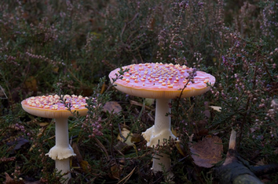 Tijdens een korte vakantie in Mander veel paddenstoelen kunnen fotograferen. Deze vliegenzwammen had ik paar dagen terug als bolletjes gezien. Nu dus fier en vers naast elkaar.