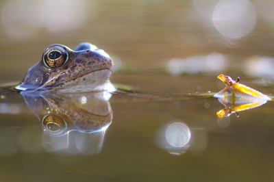 liggend op mijn buik, aan de vijver in de tuin. de kikker was goed te benaderen