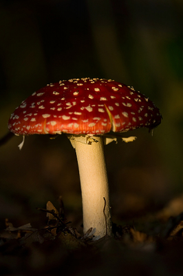 vanavond geprobeerd reen te fotograferen, helaas geen gezien. onder weg door het bos zag ik deze vliegenzwam staan.
ik had alleen mijn 100/400 lens bij me, hier het resultaat.

foto heb ik een beetje onderbelicht, zo vind ik het effect hoe het licht tussen de bomen op de paddenstoel komt mooier overkomen.

vrg bjorn janssen