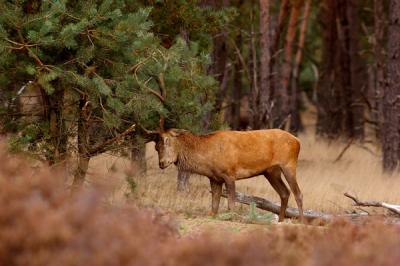 afreageren op een den. Heb lang getwijfeld om ook iets op te sturen van de wildbaanweg.