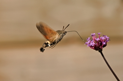 Elk jaar komen ze in het najaar terug in onze tuin, meestal achter in de middag als de zon uit de tuin is. Maar nu kwam deze gelukkig toen de zon nog scheen, zodat ik hem eindelijk is goed kon fotograferen.
Groetjes, Angelique