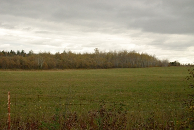 Het veld waar ik de vos op de foto heb gezet.
De scheve bomen staan rechts in beeld.