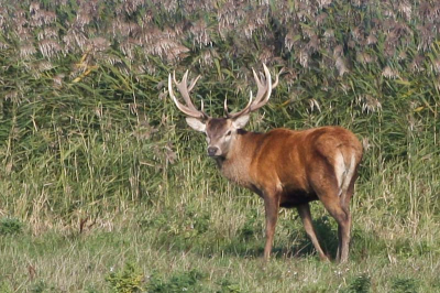 Tijdens het bekijken van de Grote Grijze Snip, stond dit hert ons te bekijken.