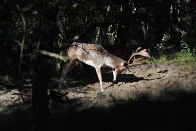 Mijn 1e foto voor Nederpix; burlend hert. Gemaakt met telelens 300mm. Nikon 3000. Helder weer.