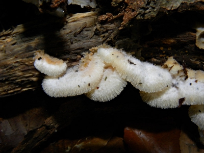 een detailopname van dit kleine paddenstoeljte, geen idee of het om een elfenbankje gaat.