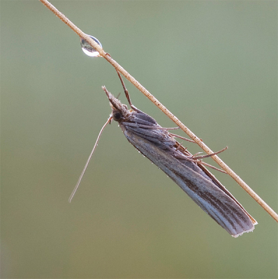 's Ochtends heel vroeg op zoek naar bedauwde libellen en vlinders op Posbank de heide prachtig bloeide!
Helaas....maar wel deze prachitge mot. Leuk detail vind ik het pootje dat zo mooi omhoog om de grasstengel slingert.