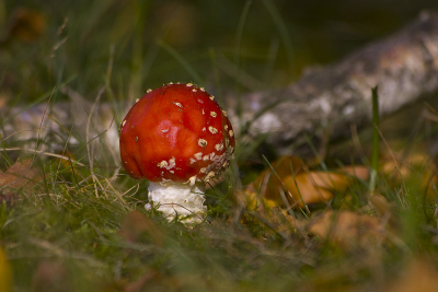 Deze vliegenzwam gefotografeerd aan de rand van het bos. De tak die erachter ligt is van moederberk. Wel even bewust achter de vliegenzwam gelegd.