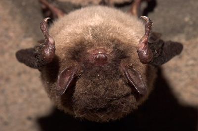 Hoewel iedereen al naar het voorjaar verlangt, zijn deze pluizige dracula's nog volop in winterslaap. Diep onder de grond in bunkers en in grotten zijn deze pluizenbolletjes nog te vinden. Erg leuk onderwerp om je op te richten wanneer er buiten nog niet veel activiteit is.