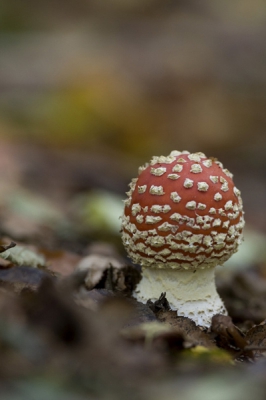 gemaakt40 D met 300mm om mooie dof achtergrond en toch de mooie herfst kleur  klein diafragma dus mooie onscherpte in voor- en achtergrond.