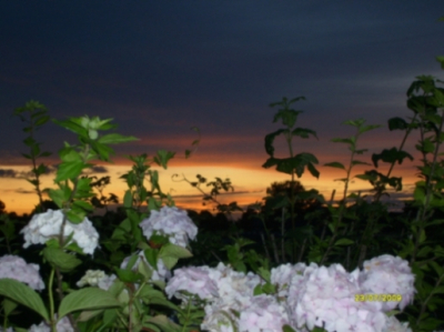 Bij zonsondergang verschijnen er allerlei kleuren waardoor het prachtig is met de witte hortensia op de voorgrond.