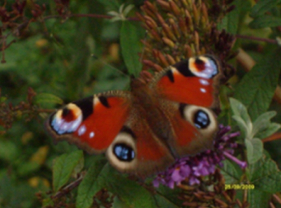 Terwijl ik uit de auto stapte viel mijn oog op deze vlinder gezeten op een prachtige struik.