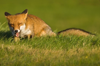Na een bezoekje aan de Lepelaarsplassen keerde ik in de namiddag huiswaarts over de Oostvaardersdijk.
Deze vos was langs de weg aan het jagen. In deze plaat uit de serie zie je nog net een muizenstaartej uti de bek steken en een zeer tevereden blik van de vos in mooi laag licht.