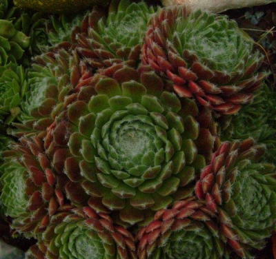 Gezocht naar de gulden snede in deze cactus en dit leek mij een prachtig voorbeeld in de natuur.