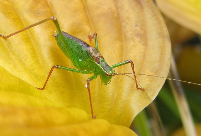 Deze struiksprinkhaan zat op een mooie hosta blad 
achter bij ons in de tuin.  Het is een mooie insect