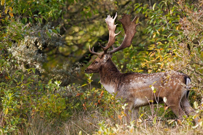 Midden tussen al het geweld van burlende Damherten een moment gevonden van rust en deze damhert in een een zachte warme setting kunnen vastleggen.
Overigens is dit mijn eerste foto plaatsing in Nederpix.