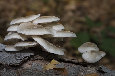 Ik had het geluk dat ik een omgevallen beukenstam vond, die vol zat met deze schitterende zwammen. Daar kwam het prachtige herfstweer van de afgelopen dagen bij. Ingredinten genoeg om een paar uur aan een reportage van deze fotogenieke soort te besteden.