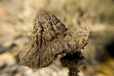 Zonnige namiddag in het bos in de schaduw van enkele bomen. Liggend op de grond, zonder statief. 
Kan iemand mij vertellen wat dit voor paddo is?