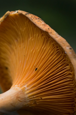 tussen de varens op de grond en omringt door de melkzwammen.

ik weet niet zeker of dit de goede benaming is van deze paddenstoel.