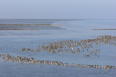 <i class='fa fa-user'></i> Hendrik van Kampen | Waddenzee bij Holwerd  <i class='fa fa-eye'> 561</i>  <i class='fa fa-thumbs-up'> 6</i>   <i class='fa fa-comment-o'> 12</i>