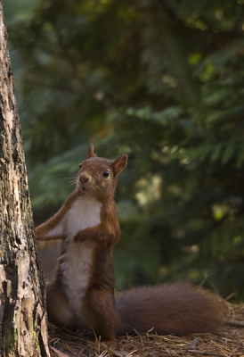 Voor het eerst in mijn leven een eekhoorn gefotografeerd. Deze soort stond al lang op mijn verlanglijstje. Ze kwamen regelmatig op de voederplek die ik gemaakt had. Je hoort hem denken; "Sta ik zo goed voor de foto?"