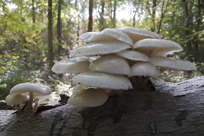 Het werken met de groothoeklens geeft vaak een verrassend resultaat. Hier zijn de zwammen mooi in hun natuurlijke omgeving te aanschouwen. De sporen van het slijm dat van de hoed af druipt zijn op de boomstam te zien.