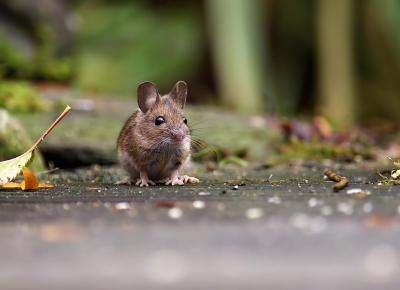 Deze muis woont al enige tijd bij mij onder de flonders in de achtertuin. Als ik wat voer voor de vogels heb neer gelegd valt er altijd wel wat op de grond voor deze dankbare eter. Ik had hem nog niet eerder op de foto gezet omdat ik meer op vogels ben gericht maar ik vond dit muizenplaatje ook wel leuk.