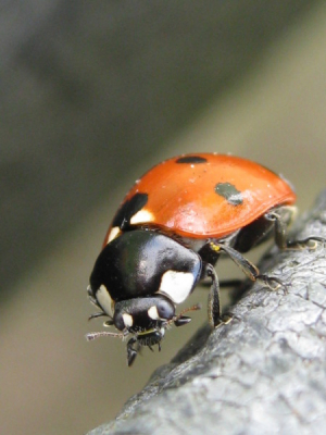 Dit lieveheersbeestje liep op de picknicktafel.
Toen hij of zij even stil bleef staan heb ik een paar foto's gemaakt op super macro.