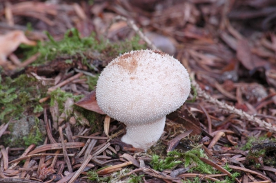 <i class='fa fa-user'></i>&nbsp;Jan Luit&nbsp;| Parelstuifzwam&nbsp; <i class='fa fa-eye'>&nbsp;175</i> &nbsp; <i class='fa fa-comment-o'>&nbsp;2</i>