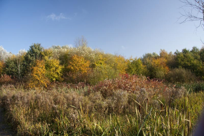 Vanmorgen even bij ons in het bos een paar foto's gemaakt. Hier is er eentje van. Gemaakt met polarisatiefilter.