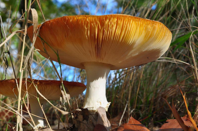 langs de rand van het pad, tussen wat planten en bladeren enkele Vliegenzwammen. Twijfel wel enigszins, want deze was hol ipv bol. Deze foto:: vanaf dichtbij en vanaf de grond met 16-85 Nikon lens
