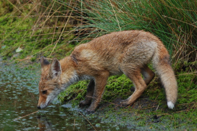 Deze jonge vos kwam mij toevallig tegemoet bij een bosvennetje. Ik was wel verheugd voor het eerst een vos van dichtbij te fotograferen dus maakte uiteindelijke o.a. deze foto staand en uit de hand. In deze omgeving zijn de vossen nog echt schuw en zie je ze niet al te vaak bij daglicht.