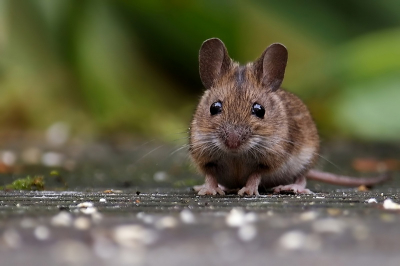 Dit is dezelfde muis als die van mijn vorige post maar dan nog een stukje dichterbij en wat gecropped.... Is het geen schatje?