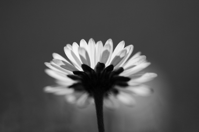 Plat op de buik, tegen de zon in. Door het sterke contrast heb ik gekozen voor een zwart-wit foto.
Voor zowel een vierkante als een langwerpige uitsnede zou de bloem enigsinds krap zijn gekaderd. Dus voor dit standaard 3:2 formaat gekozen.