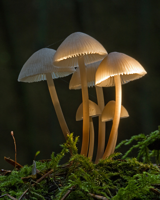 Nog een van gisteren. Had toen veel plezier in deze zwammetjes. Mede door het mooie herftsweer.