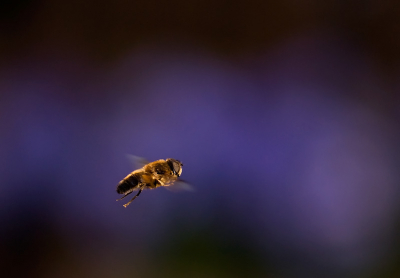 Uit de hand genomen met de Nikon 105mm micro VR.
Camera meegetrokken en op de repeteer stand.