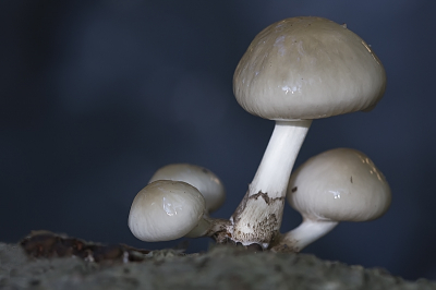 Aan het uiteinde van de omgevallen beukenstam was een water/modderpoel. Het inktzwarte water kreeg door de blauwe hemel een mooie diep blauw-zwarte kleur, die hier als achtergrond fungeert.