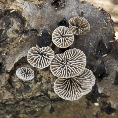 Groeide aan de onderkant van een dun half vergaan takje dat op de grond lag; dat moest ik dus omdraaien. Van de naam ben ik niet zeker vanwege: de grootte (grootste ca. 4 mm), de kleur (boven en onder grijs) en het patroon van de lamellen. Andere oorzwammen en daarop lijkende paddo's passen echter nog minder goed.