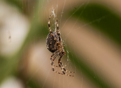 Mijn eerste spinnetjes op de gevoelige plaat en ik heb nog niet zo lang een Sigma 300mm f/4 tele macro, dus ik ben veel aan het uitproberen. Nu waren de spinnen in de tuin aan beurt. Statief erbij en zoeken. De minimale focus van Sigma is 1,20 mtr..... toch best wel dichtbij!