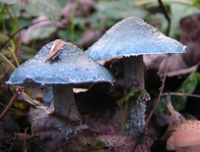 Vanmiddag nog even wat foto's gemaakt in het Viaanse bos.
Deze stonden langs het pad op houtsnippers.
Ik vind de kleuren van deze paddestoelen zo mooi.