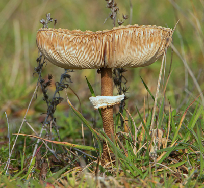 Ben niet zo'n ster in het Paddenstoelen fotograferen, deze opname leek me wel aardig gelukt.