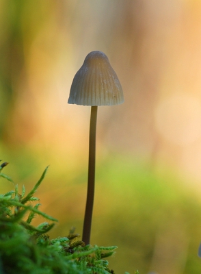 Gisteren door het Deelerwoud gewandeld , dar hier veel rottend hout ligt van ongewaaide bomen een waar eldorado voor de paddestoelen fotograaf .