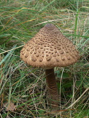 Ik was vandaag met papa en mijn zusje in het bos en vond daar deze paddestoel.