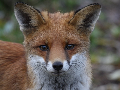 Fotogeniek was deze vos zeker. De vos had honger en was op zoek naar eten. Ze kwam op een gegeven moment bijna "te" dichtbij (i.v.m. m'n gebruikte telelens). In de weerspiegeling van de ogen van de vos kun je de fotograaf zien.