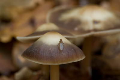 Ik heb me gisteren lekker kunnen uitleven in het Heiloerbos. Anderhalve week geleden stond er nog niet veel, nu des te meer!