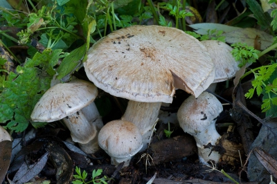 Schuin tegenover de Tranende franjehoed zag ik deze staan en omdat Jaap Wisman toch mee was voor een inventarisatie van het park deze ook meegenomen. Werd wel microscoopwerk. Staat niet in Gerhardt s boek. In een buitenlands boek heeft-ie ook wel de achternaam - saturninus. Lijkt in elke geval veel op de Gelaarse Gordijnzwam. Deze heeft bruine sporen. het 'kousevoet' slaat op die ring...