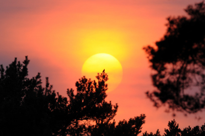 Zonsondergang met grove den en onbekende vogel voor de zon...