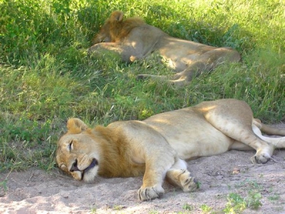 Op een onverharde weg lagen de leeuwen plotsklaps voor de lens. Wel in de auto gebleven.